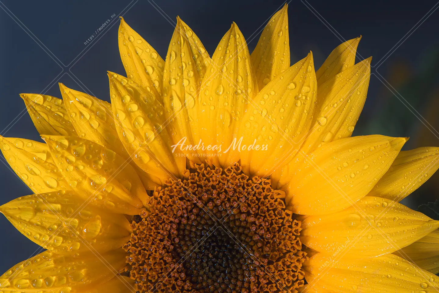 Botanik, blommor och växter